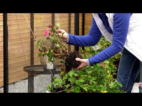 Wideo: Zimowanie rośliny pelargonii – jak przechowywać pelargonie przez zimę