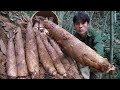 Harvesting giant bamboo shoots to sell at the market to help his pregnant wife  rural life