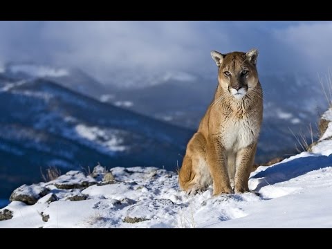 Puma - The Mountain Lion - YouTube