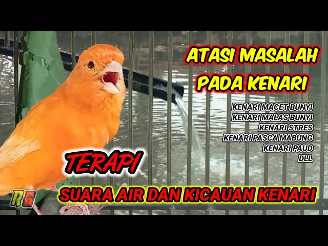 TERAPI PALING AMPUH UNTUK BURUNG KENARI DENGAN SUARA AIR  - Mengatasi masalah kenari class=