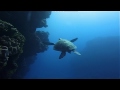 Be A Predator : Oceans (Wildlife Documentary)