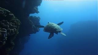 Be A Predator : Oceans (Wildlife Documentary)