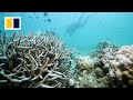 ‘If the coral dies, we will be in trouble’