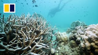 ‘If the coral dies, we will be in trouble’