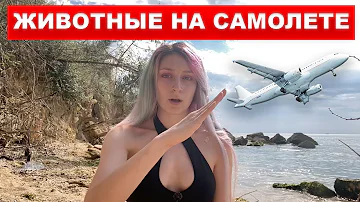 КАК ПЕРЕВОЗИТЬ ЖИВОТНОЕ НА САМОЛЕТЕ ЗА ГРАНИЦУ