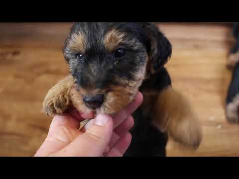 Video: Welsh Terrier Dog Irk Hipoalerjenik, Sağlık Ve Ömrü