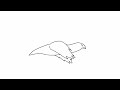 Bird flight animation loop
