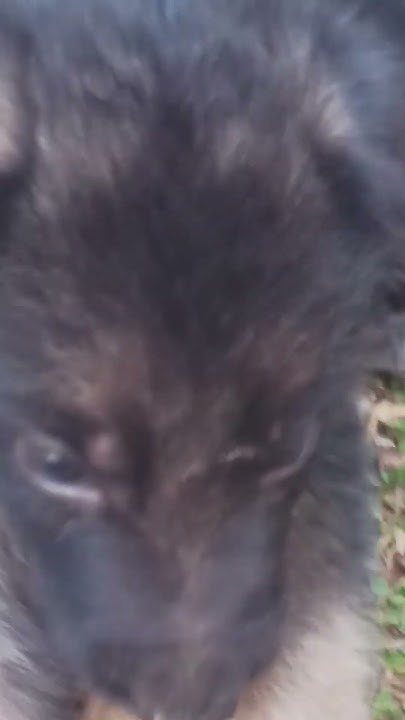 meet-the-new-small-german-shepherd-double-coat-puppy-dog-petdog