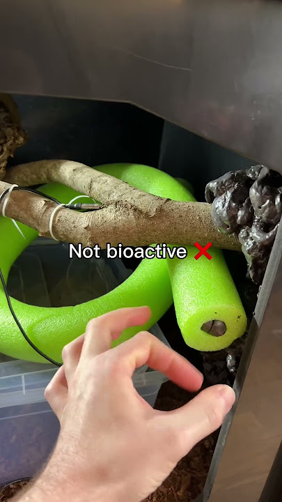 Bioactive enclosure for Boa— is it possible?