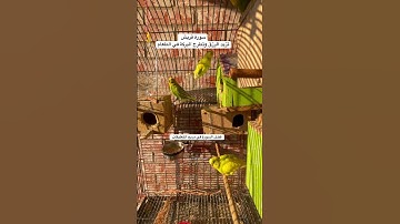 #سورة_قريش #المصحف #قرآن #العراق #السعودية #طيور #البادجي #quran #birds #budgies #america #texas