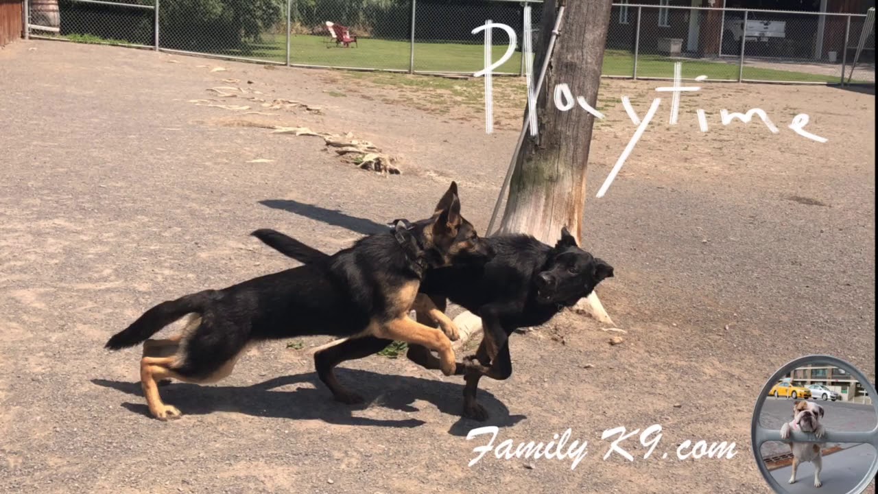 Montreal Dog Training and Canine Boot Camp YouTube