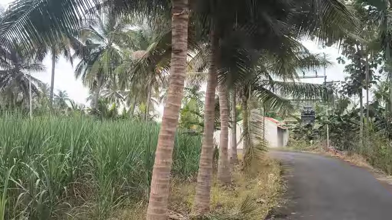 ஈரோடு(மா)கோபி(வ)TN பாளையம்  அருகில் 2 ஏக்கர் தோட்டம் விற்க 9585376767#realeastate#agriculture 