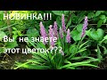 НОВИНКА!!! ЧТО ЗА ЦВЕТОК  похож на ЛАВАНДУ.Украшает осенний сад до морозов . ЛИРИОПЕ.   LIRIOPE