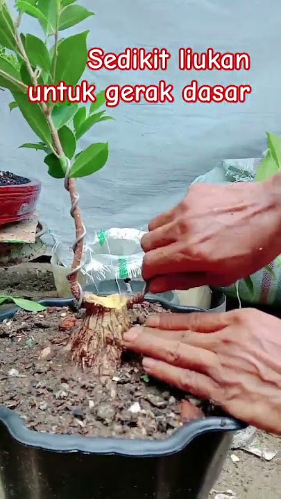 Membuat sedikit liukan  gerak dasar #bonsai #bonsaitree  #ngebolangapaaja