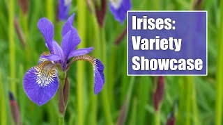 Iris Showcase: From Bearded to Siberian, Discover Unique & Stunning Types of Iris Flowers...