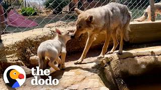 Wolf Dad Keeps Crying Until He Reunites With His Mate And Babies  The Dodo