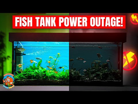 Aquarium Maintenance: Safeguard Your Aquarium from Power Outages