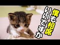 ひとりぼっちの子猫が遠慮がちにママのお膝に登る【赤ちゃん猫　保護猫】