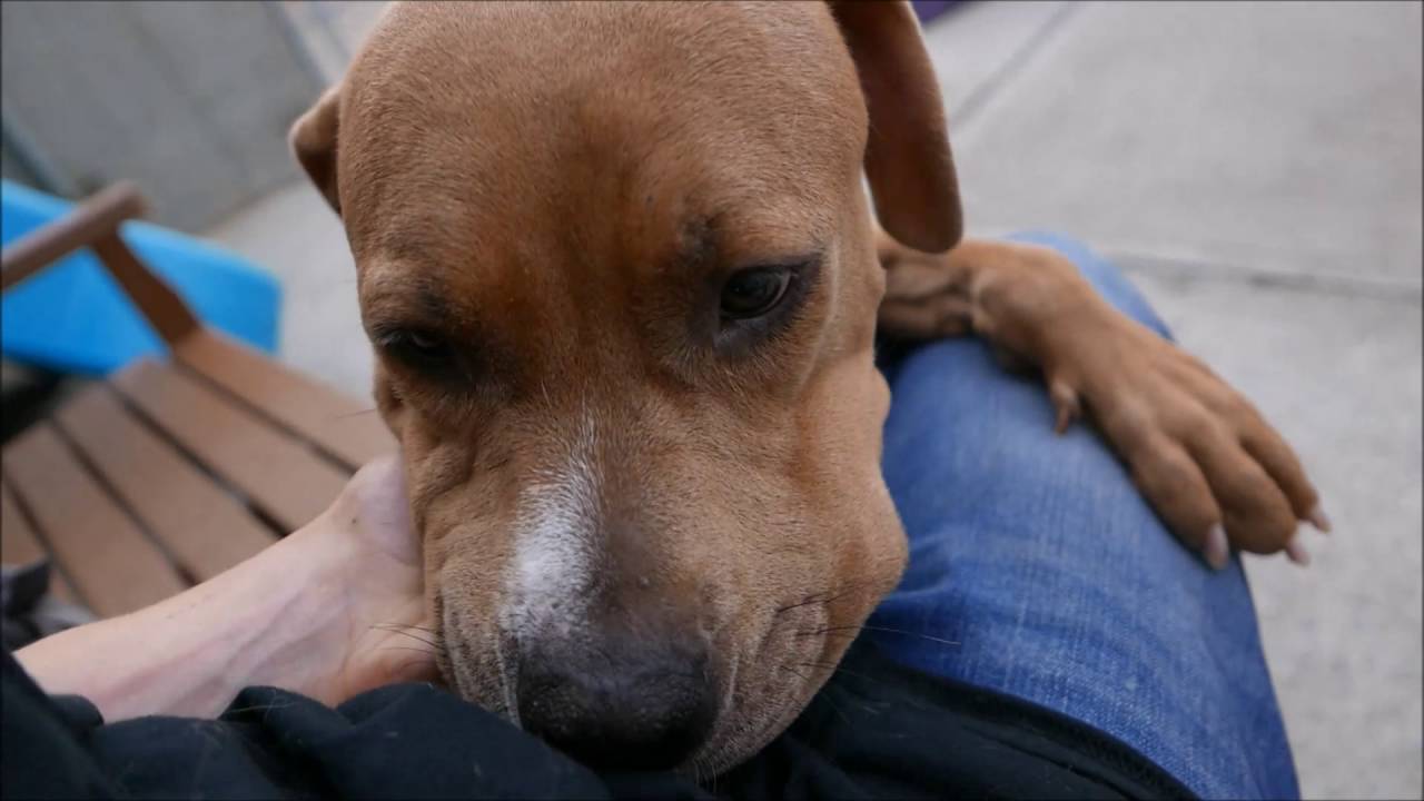 Rena - A1077608 - Brooklyn ACC camera iphone 8 plus apk