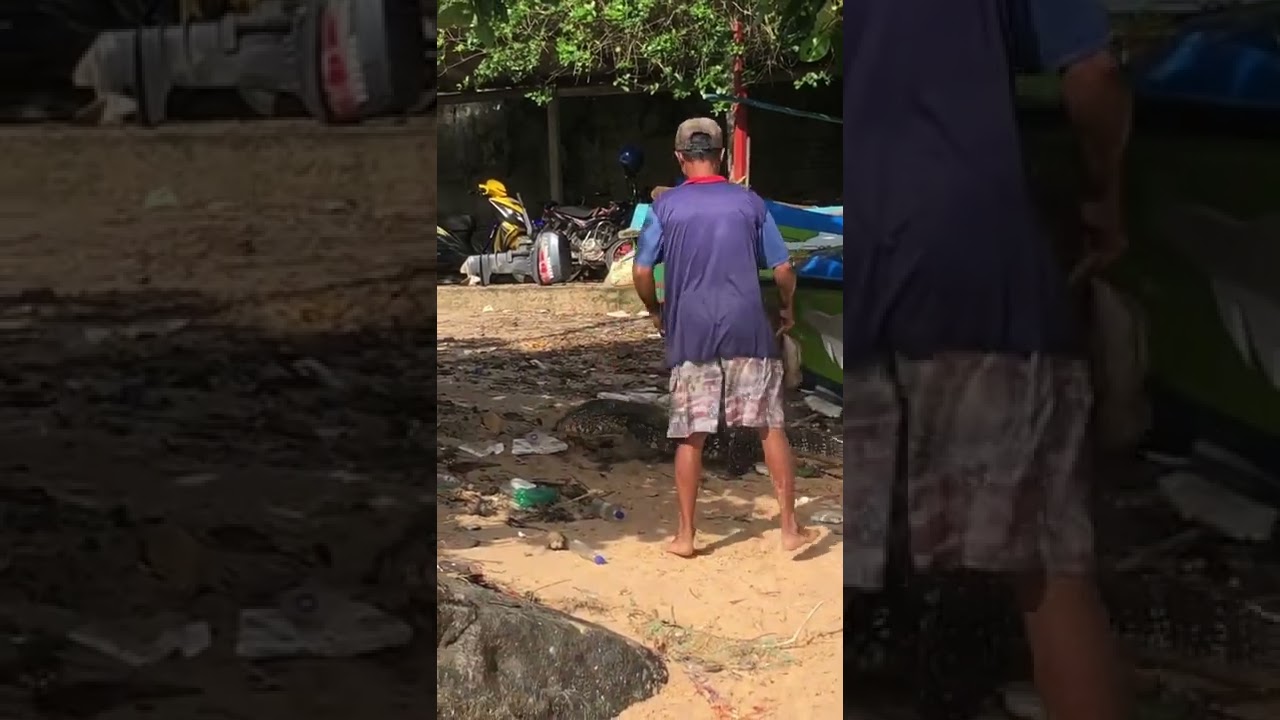 Water monitor attack!