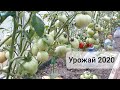 Небольшой обзор по сортам. июль 2020 г. Урожайные сорта томатов. Урожай в теплице.