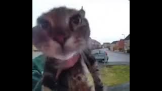 Cat speaking Japanese (REAL)