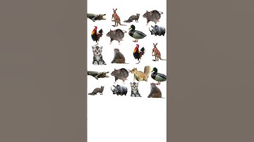 Can you find the single animals  #iqtest  #eyetest  #riddles #shorts #quiz #puzzle 16