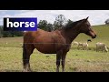 LearnEnglish MAJINA YA WANYAMA WA KUFUGWA DOMESTIC ANIMALS LearnEnglish MAJINA YA WANYAMA WA KUFUGWA DOMESTIC ANIMALS