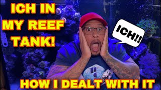 ICH IN MY REEF TANK!!! ***HOW I DEALT WITH IT***