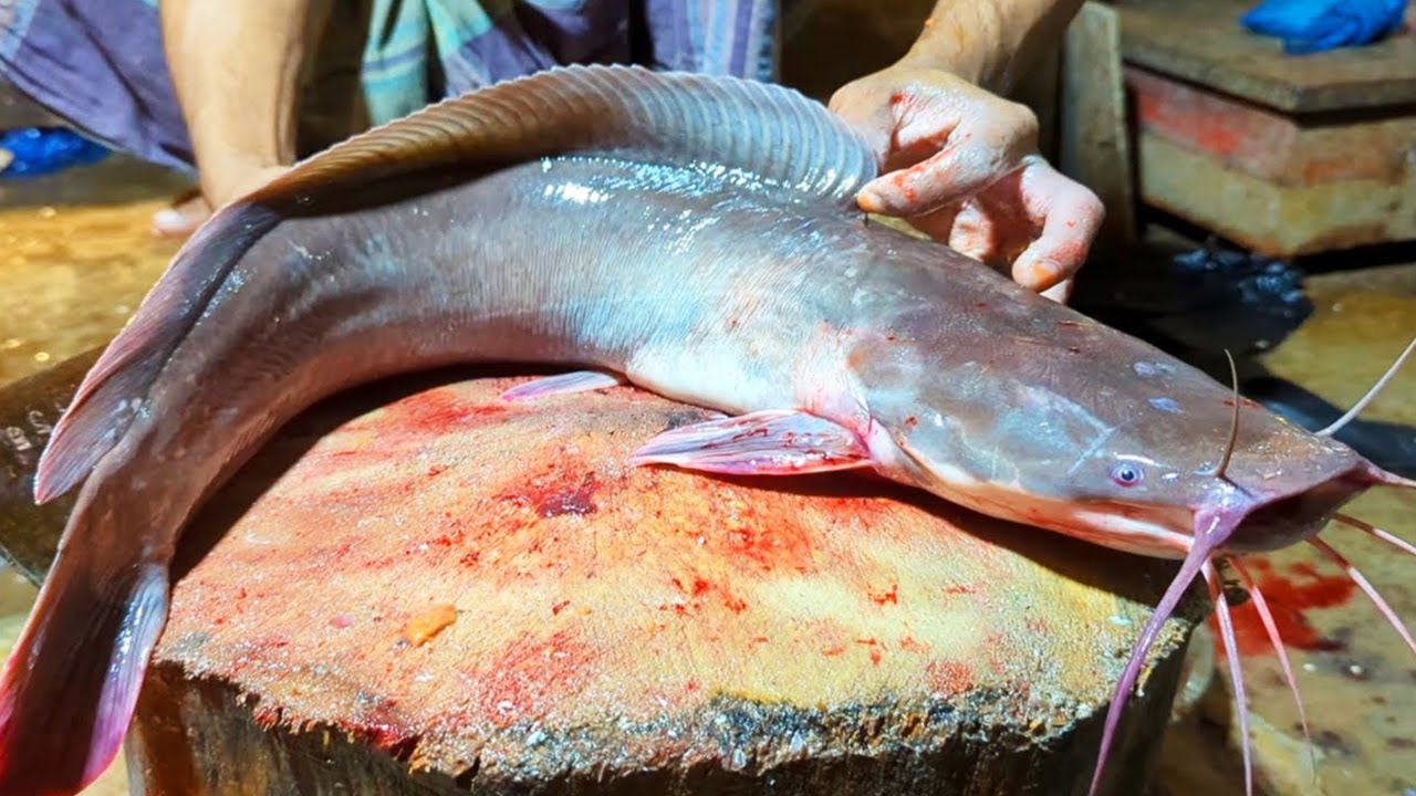 African Catfish Cutting Skills Live In Fish Market Amazing Fish african-catfish-cutting-skills-live-in-fish-market-amazing-fish