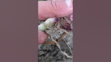 RTK 7003 mini rotary tillage and ridging all-in one tree 🌲 short view #rogator #rotarymowe