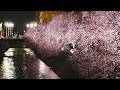 上越市 儀明川コヒガンザクラ並木のライトアップ