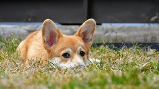 Geralt Corgi vs Traxxas Grave Digger