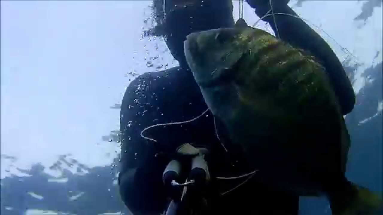 pescasub sarago maggiore gr 1920 saragone e saragoni tana ciclopi Alessandro Mastrobuoni record pers