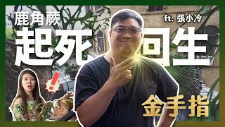 【正片】《綠手指不夠看，召喚金手指！》搶救我的瀕死皇冠。鹿角蕨疑難雜症急診室！ Ft. 張小冷