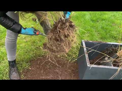 Video: Dělení okrasné trávy – jak a kdy dělit okrasné trávy