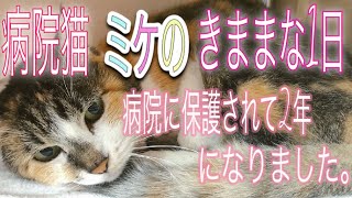 【今日から病院保護猫になる】慣れない保護猫ミケちゃんがデレデレ病院猫になるまでと、ミケのきままな1日を紹介します。