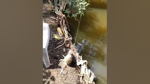 Câu cá Rô đầu vuông toàn hàng khủng