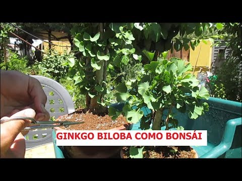 GINKGO BILOBA COMO BONSÁIS ֍ CURSO BÁSICO DE BONSÁI