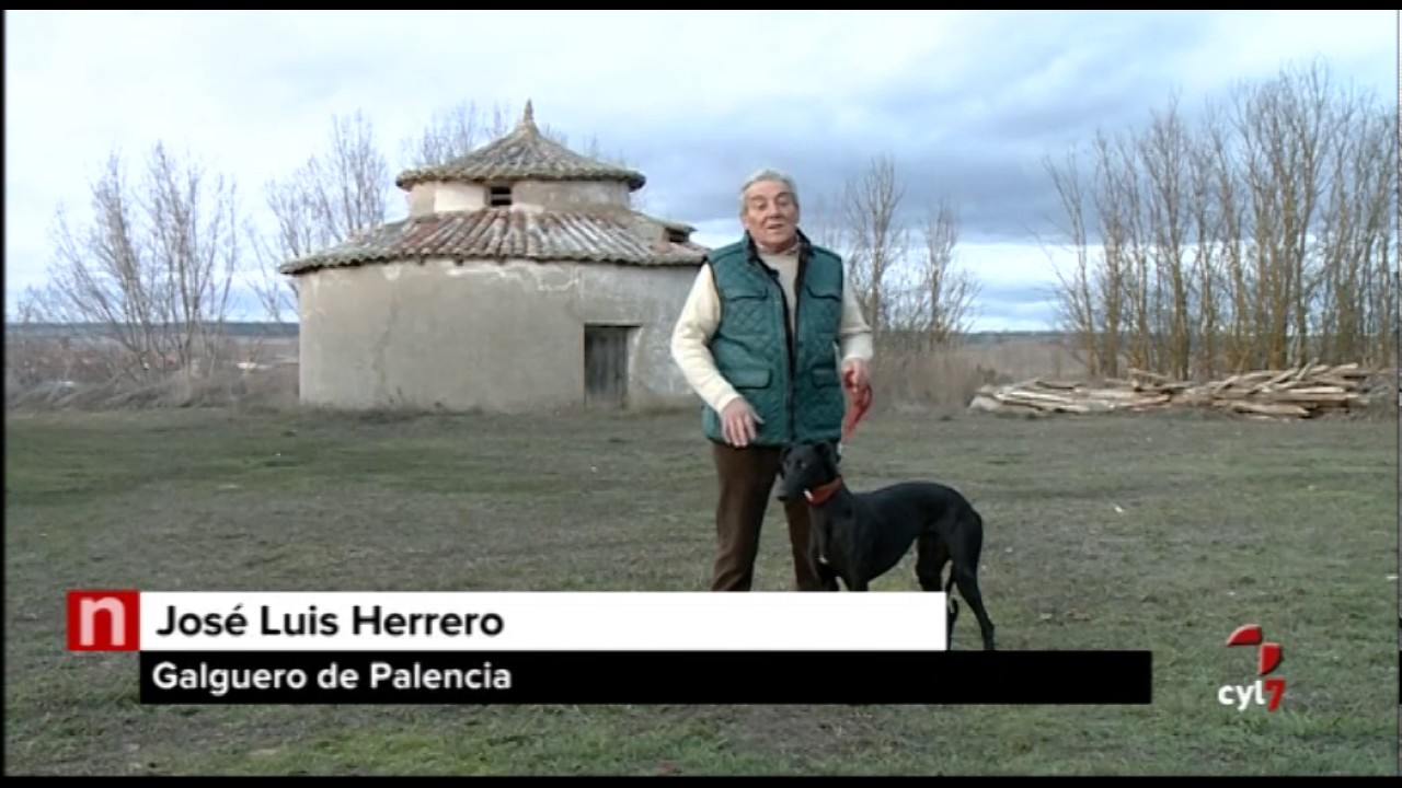 Mimos día y noche para los galgos de Castilla y León que competirán en Sevilla