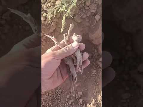 فوائد شجيرت جحجان أو خرنوب وداعا لغسيل الكلى حص ورمل مع جدور خرنوب