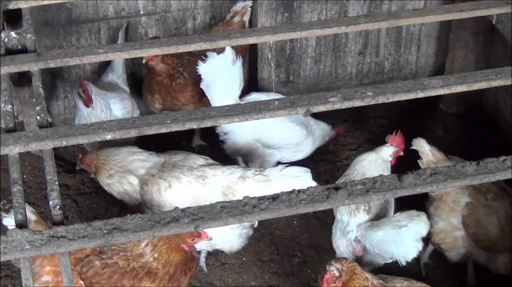 Paul Gautschi's Chicken Coop - Back to Eden garden...