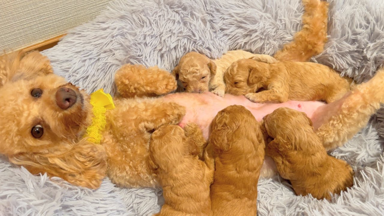 ❀トイプーママ❀ 3ヶ月ぶりにトリミングして整ったママ【デカプー】【トイプードル