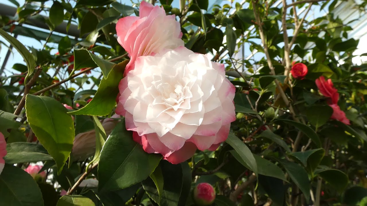 Camellia japonica 'Nuccio's Pearl'