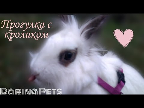 Прогулка с кроликом|