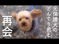 元保護犬のどんぐり君に久しぶりに再会したら・・・Vlog #Day40