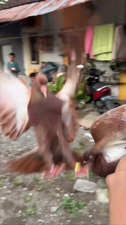 LEIKA DIAJARIN AYAH CARA MAIN BURUNG MERPATI SERU BANGET #leika #viral #shorts