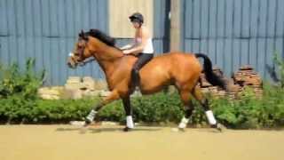 Almost fall! Bareback 3'6