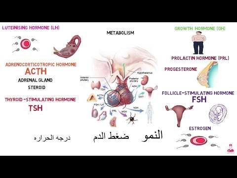 Pituitary gland الغده النخامية