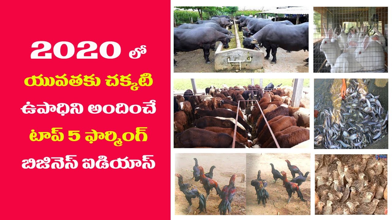 TOP 5 # Best Village Farming Business Ideas In Telugu || 2020